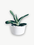 Demo product title
